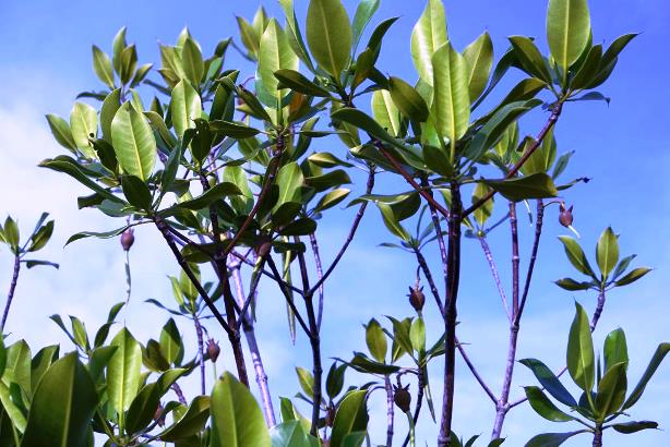 Mangrove LDII